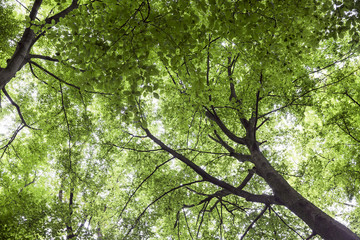 Fototapeta na wymiar Blick in eine Baumkrone, Dach aus Blättern