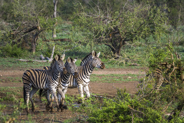 Plains zebra in Kruger National park, South Africa