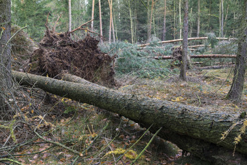 A large old tree fell on the ground. Forest after the Hurricane. Storm damage. Fallen trees in coniferous forest after strong hurricane wind.