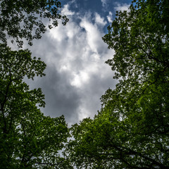 Looking up at the sky trough trees