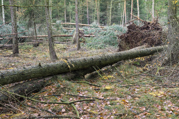A large old tree fell on the ground. Forest after the Hurricane. Storm damage. Fallen trees in coniferous forest after strong hurricane wind.