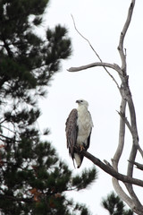 Weißbauchseeadler (Haliaeetus leucogaster) sitzt auf einem Baum am Ufer des Lake King in Lakes Entrance, Victoria, Australien.