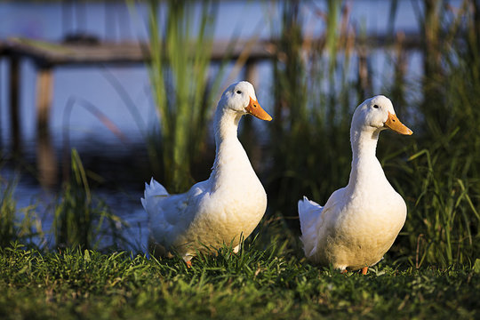 two white ducks come to the shore of the pond covered with green grass