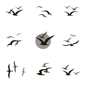 collection of black flying seagull silhouettes on white background