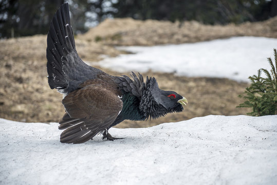 The western capercaillie