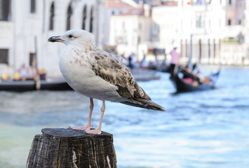 seagull venice