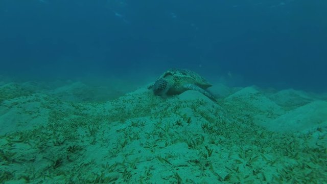 Green Sea Turtle (Chelonia mydas) with Remora fish (Echeneis naucrates) eats the sea grass on a sundy bottom, Red sea, Marsa Alam, Abu Dabab, Egypt
