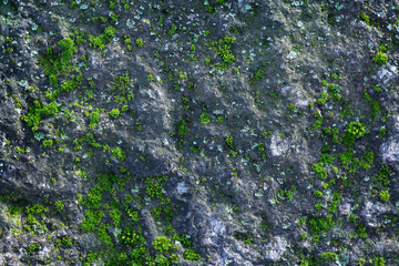 texture stone with lichen