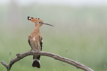 Hoopoe