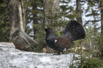 The western capercaillie