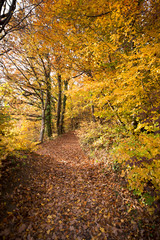 Beautiful nature forest trees hiking in autumn