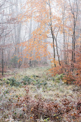 Herbstliche Rotbuchen mit Reif im Nebelwald