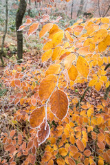 Leuchtendes Rotbuchenlaub im Spätherbst/Nov mit Reif