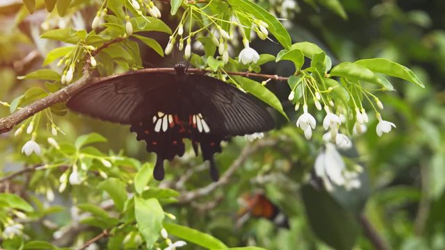 Tailed Redbreast Butterfly in a Public Park. 4k footage 2160p