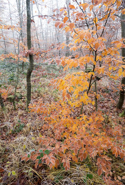 Herbstliche Rotbuchen mit Reif im Nebelwald