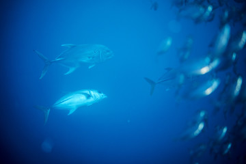 Fish underwater in Bonaire SCUBA diving