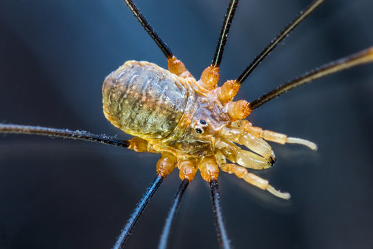 Harvestman Rakes Harvestmen Images – Browse 4,091 Stock Photos, Vectors, and Video ...