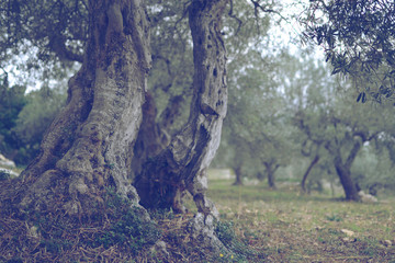 Olive Tree 