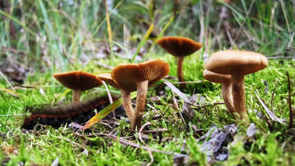 Small caterpillar under mushrooms