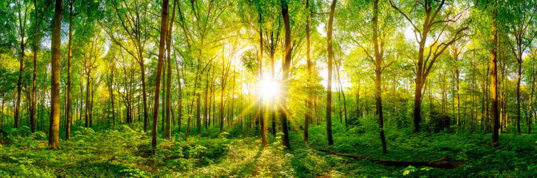 Beautiful forest panorama with bright sun
