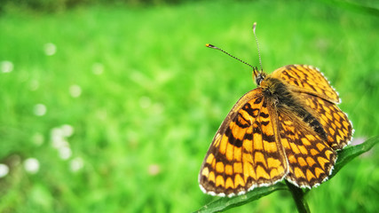 Orange butterfly