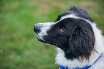 Collie sitting in the dog park