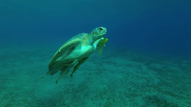 Leucism - Big male Green Sea Turtle (Chelonia mydas) with Remora fish (Echeneis naucrates) and Golden Trevally (Gnathanodon speciosus) slowly emerges to surface of water to breathe, Red sea, Egypt
