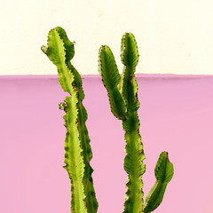 Cactus Minimal design on a pink wall