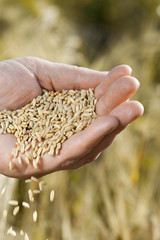Harvest time and golden hour. Wheat grains falling from old woman hand in the wheat field, blur focus. Vertical view.