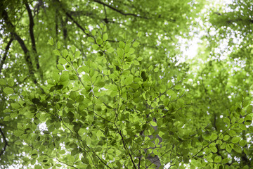 Blick in eine Baumkrone, Dach aus Blättern