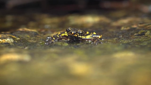 Tropical Frog in Shifting Selective Focus, with Sound. 4k footage 2160p