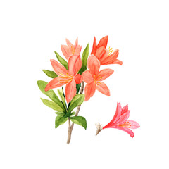 Watercolor illustration of pink rhododendron flowers and leaves on white