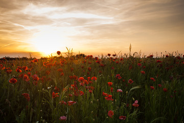 Poppy fields on sunset