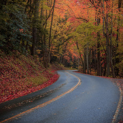 Fall Road, Great Smoky Mountains