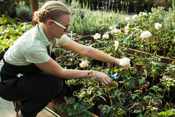 Cutting seedlings flowers