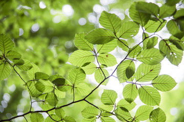 Fototapeta na wymiar Blick in eine Baumkrone, Dach aus Blättern