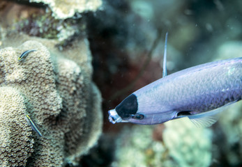 Fish underwater in Bonaire SCUBA diving