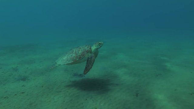 Young female Green Sea Turtle (Chelonia mydas) swims over sandy bottom floats to surface of water, breathes and dives to the bottom, Red sea, Marsa Alam, Abu Dabab, Egypt
