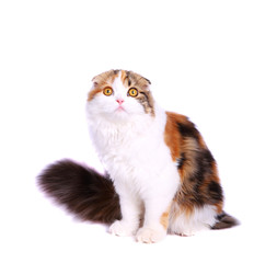 scottish fold kitten