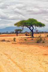 Safari Kenya - 181066858