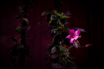 mandevilla flower