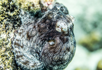 Octopus in Bonaire
