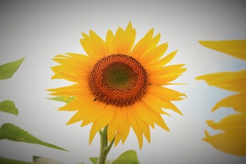 Obraz premium a unique yellow sunflower