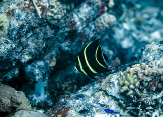 Fototapeta na wymiar Angel Fish underwater in Bonaire SCUBA diving