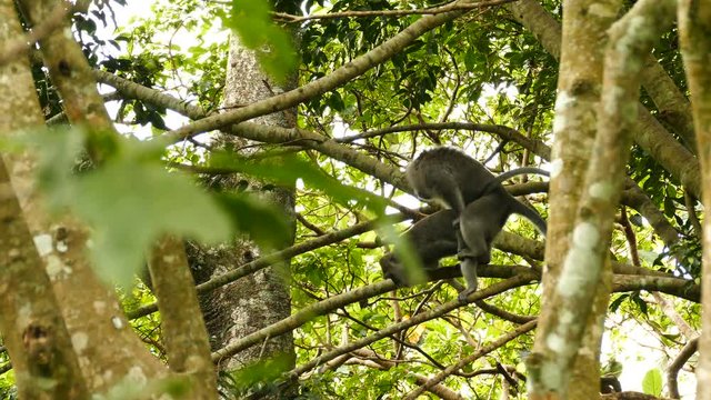 Macaque monkeys have sex in tree, Ubud, Bali