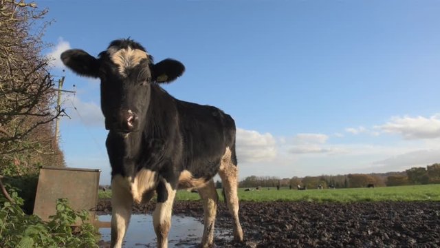A friesian cow in the corner of a field in Cheshire, UK.