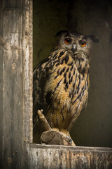 Owl in birdhouse (Germany)