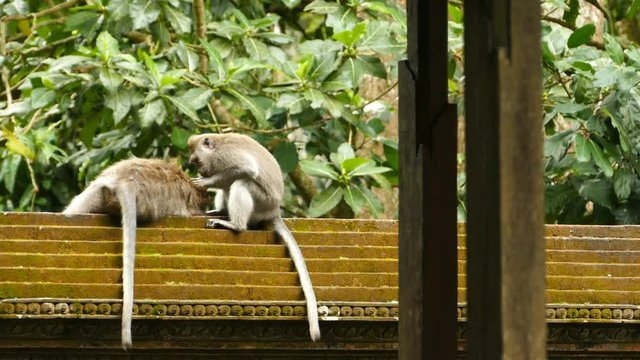 Macaque monkey are fleeing in at Monkeyforest in Ubud, Bali