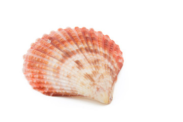 shell on white background, clipping part