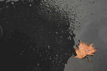 puddle with a leaf